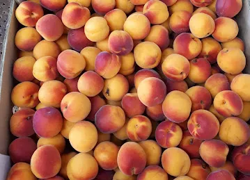 Top Fresh International Foodstuff LLC