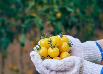 Vegberry Farms