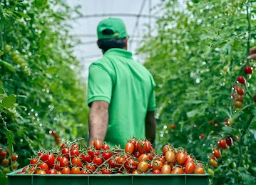 Vegberry Farms
