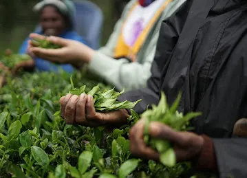 Vendome Tea Group