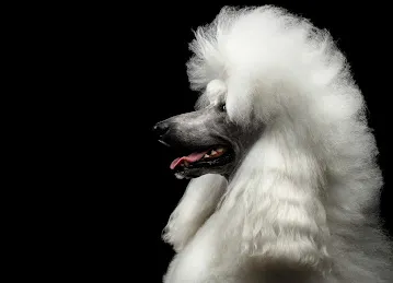 WAG Pet Care واج للحيوانات الأليفة