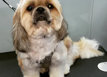 WAG Pet Care واج للحيوانات الأليفة