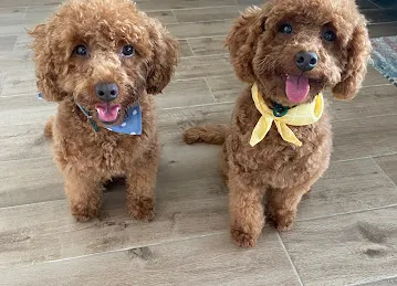 WAG Pet Care واج للحيوانات الأليفة