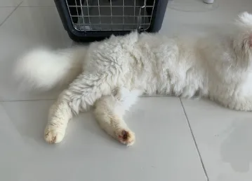 WAG Pet Care واج للحيوانات الأليفة