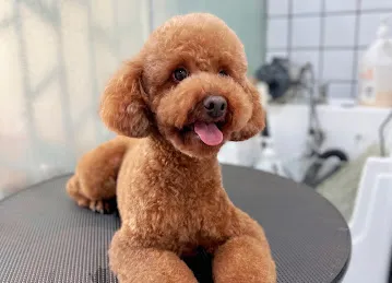 Waggin Tails Pets Care