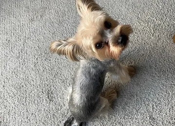 Waggin Tails Pets Care
