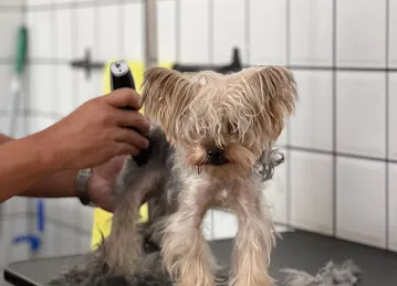 Waggin Tails Pets Care