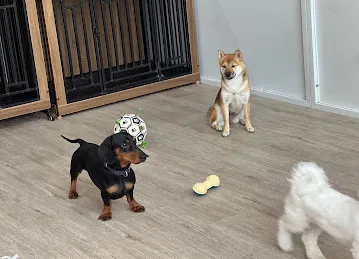 Waggin Tails Pets Care