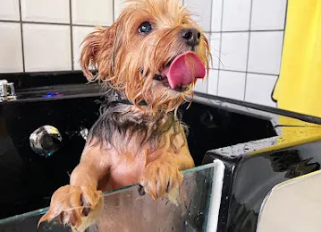 Waggin Tails Pets Care