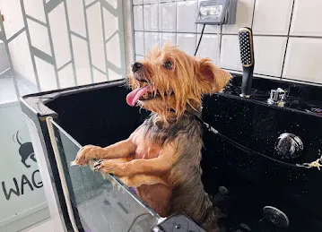 Waggin Tails Pets Care