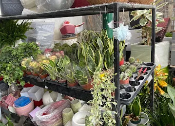 Wahat Al Zuhoor Landscaping & Flowers