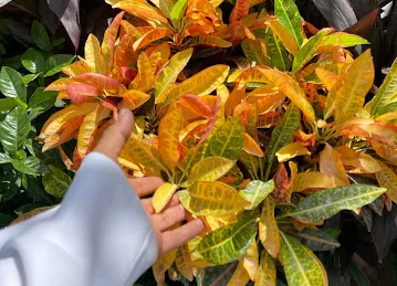 Wahat Al Zuhoor Landscaping & Flowers