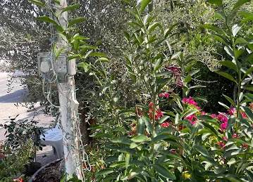 Wahat Al Zuhoor Landscaping & Flowers