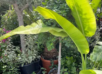 Wahat Al Zuhoor Landscaping & Flowers