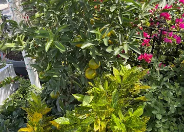 Wahat Al Zuhoor Landscaping & Flowers