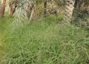 واحة القطارة