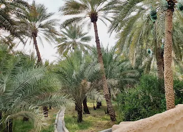 واحة القطارة
