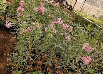 Wild Flora Horticulture LLC (Plants Nursery)