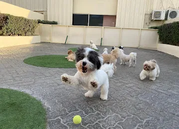 Woof Pets Services
