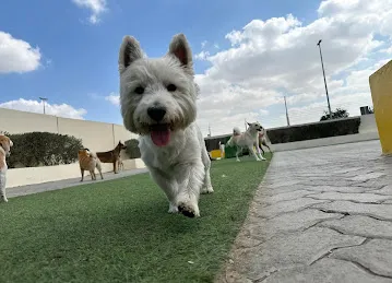 Woof Pets Services