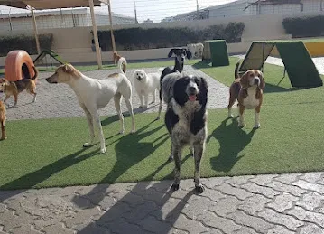 Woof Pets Services