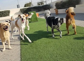 Woof Pets Services