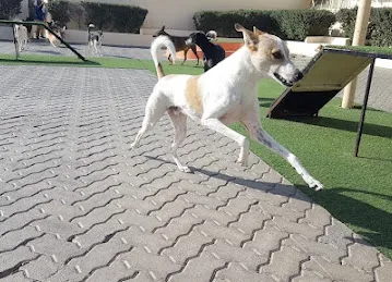 Woof Pets Services
