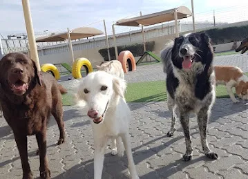 Woof Pets Services