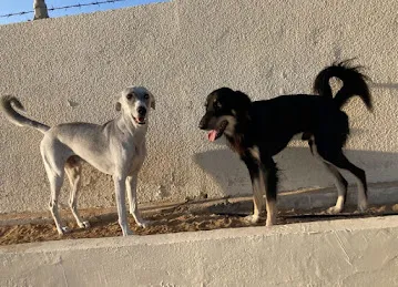 Woof Pets Services