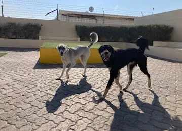 Woof Pets Services