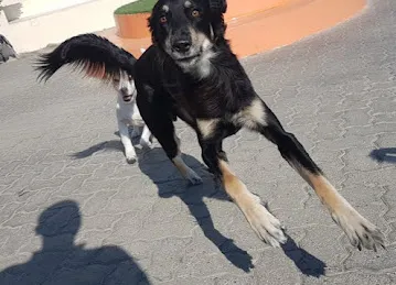 Woof Pets Services