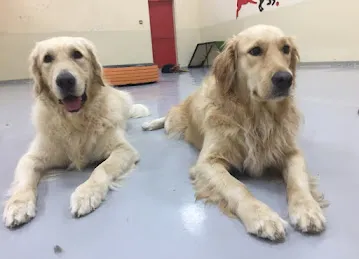 Woof Pets Services