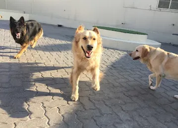 Woof Pets Services