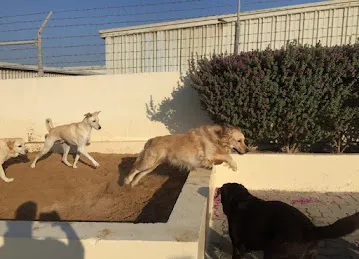 Woof Pets Services