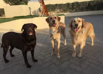 Woof Pets Services