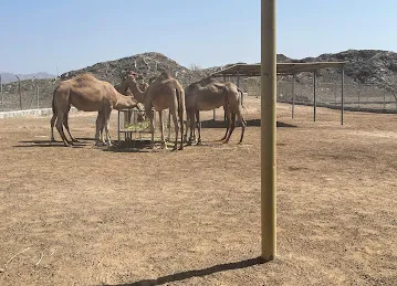 عزبة جمال