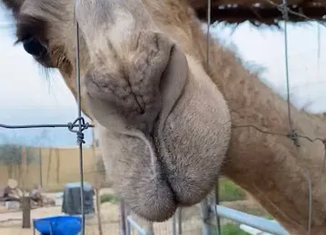 عزبة المعمري