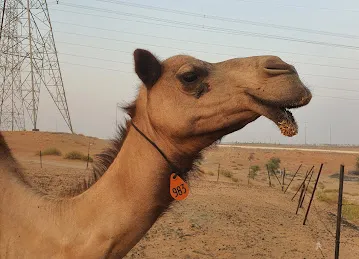 عزبة السعادة العين