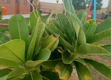 عزبة السرور