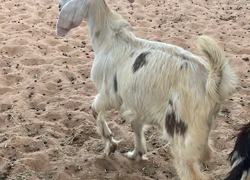 عزبة سعيد الظاهري