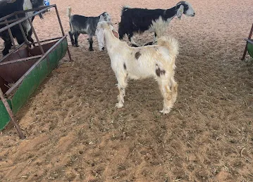 عزبة سعيد الظاهري