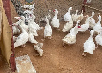 عزبة سعيد الظاهري