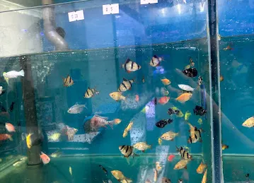 中国水族JIE Aquarium fish shop