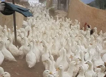 中酋批发