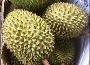 中酋批发